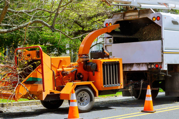 The Steps Involved in Our Tree Care Process in Brewton, AL